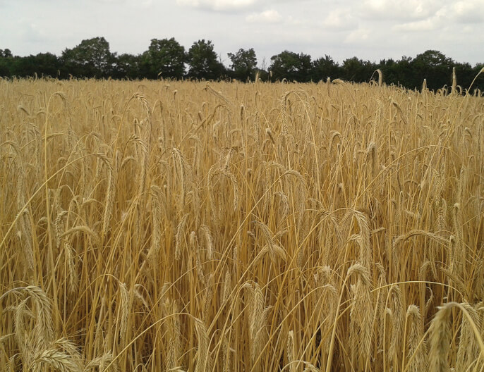 Champ seigle coopÃ©rative BIOCER farine complÃ¨te T130